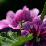 NBA马刺对灰熊直播视频在线观看高清免费回放 hu9tbg5hdc